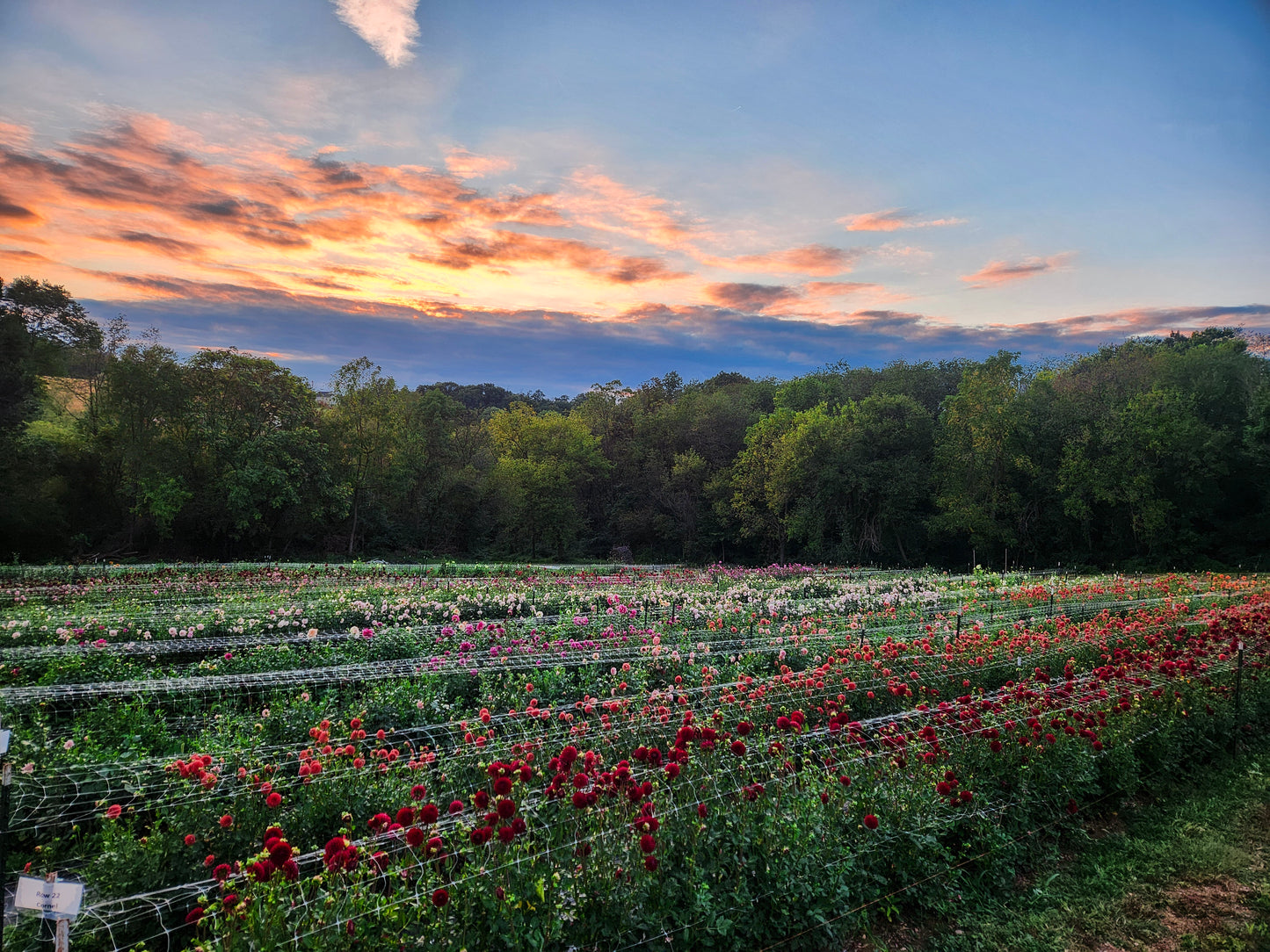 Date Night in the Field
