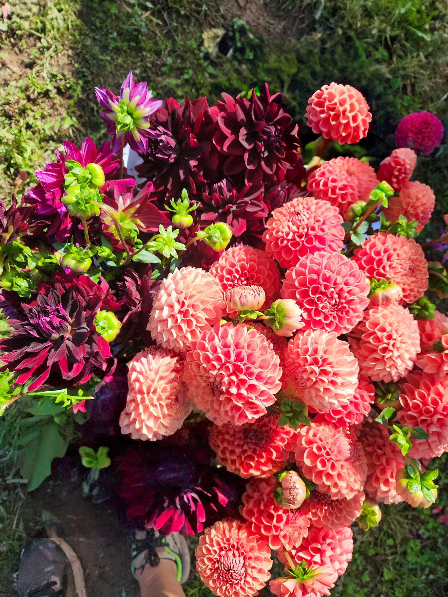 DIY Bulk Bucket (Dahlias) -- Three-Bucket Package