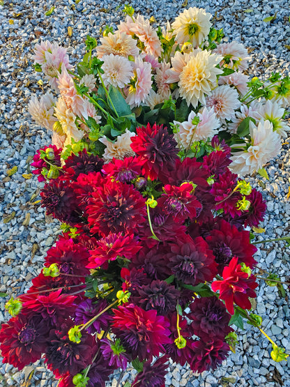 Dahlia Bloom Bucket -- Three-Bucket Package