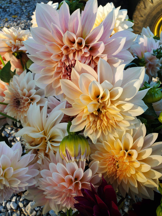 Dahlia Bloom Bucket -- Three-Bucket Package