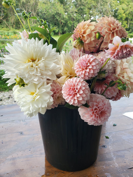 DIY Bulk Bucket (Dahlias) -- Three-Bucket Package