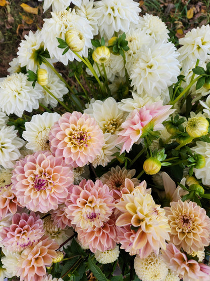 Dahlia Bloom Bucket -- Three-Bucket Package