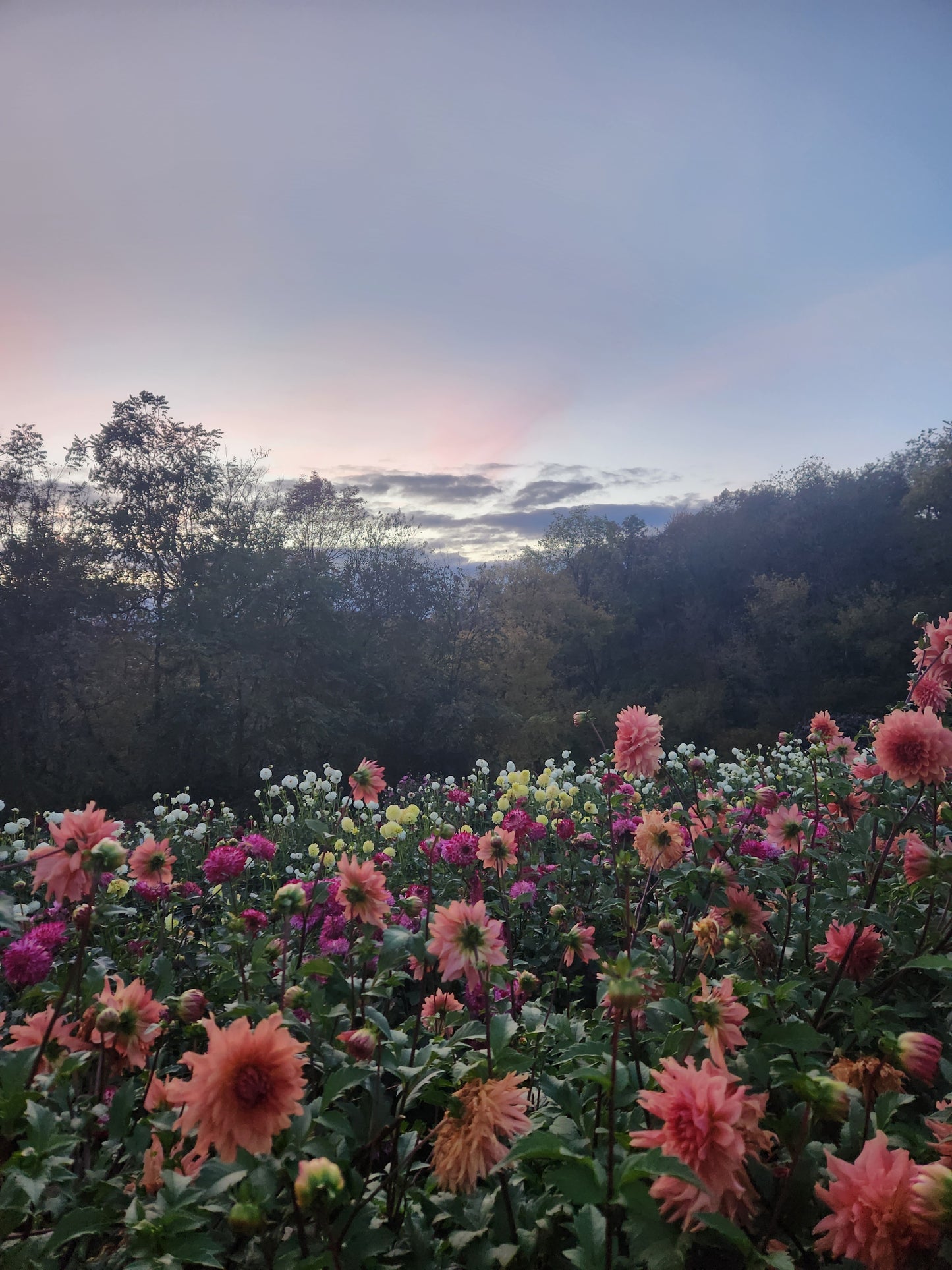 Growing Great Dahlias Class -- Online Video