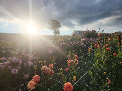 Date Night in the Field -- July 26, 2025