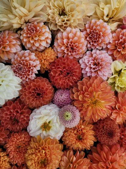 Growing Great Dahlias Class -- Online Video