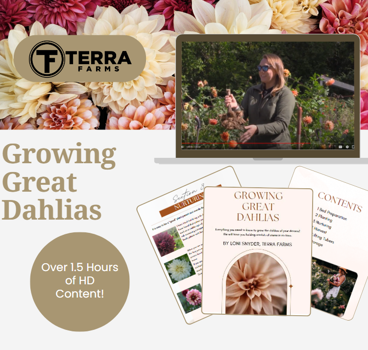 Growing Great Dahlias Class -- Online Video